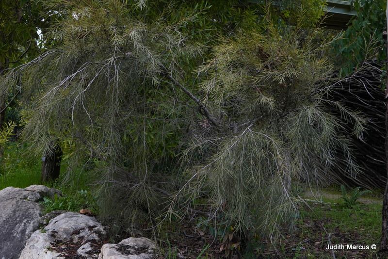 Hakea tephrosperma