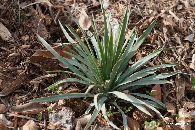 Hesperoyucca whipplei