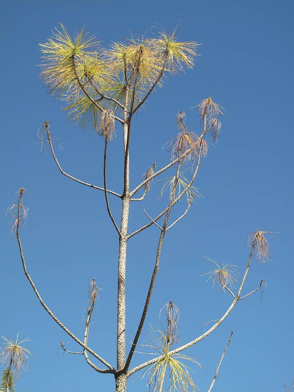 Pinus elliottii - Slash Pine, אורן אליוט, אורן אליוט