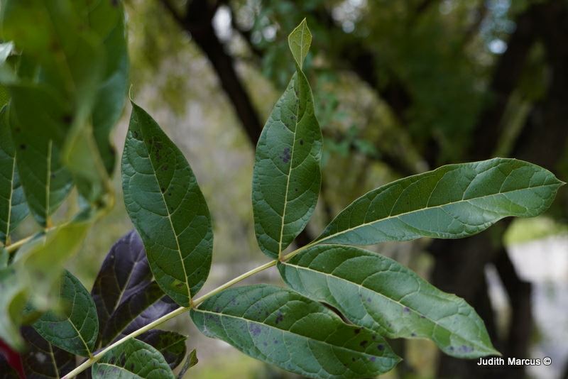 Kigelia africana