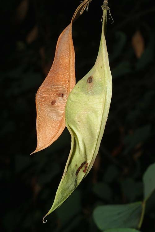 Cercis griffithii - Afghan Redbud, כליל אפגני, כליל אפגני