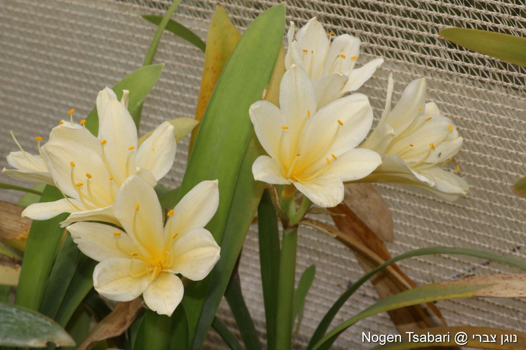 Clivia miniata var. citrina
