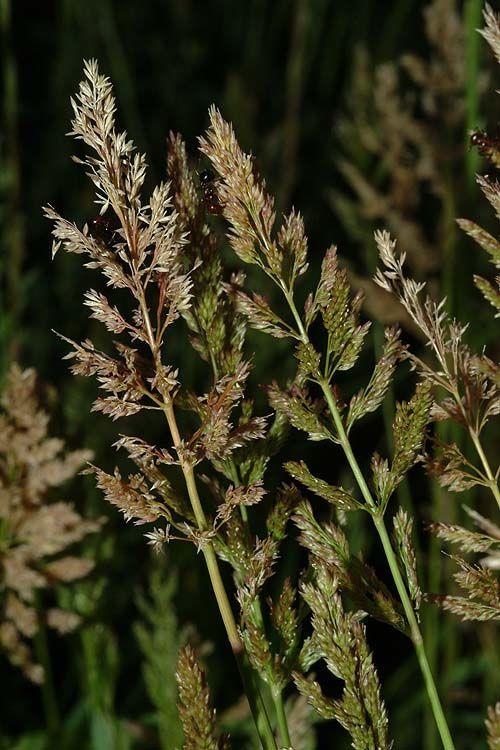 Poa trivialis - Rough Meadow Grass, Rough-stalked meadow-grass, Rough Bluegrass , סיסנית  הביצות, סיסנית  הביצות