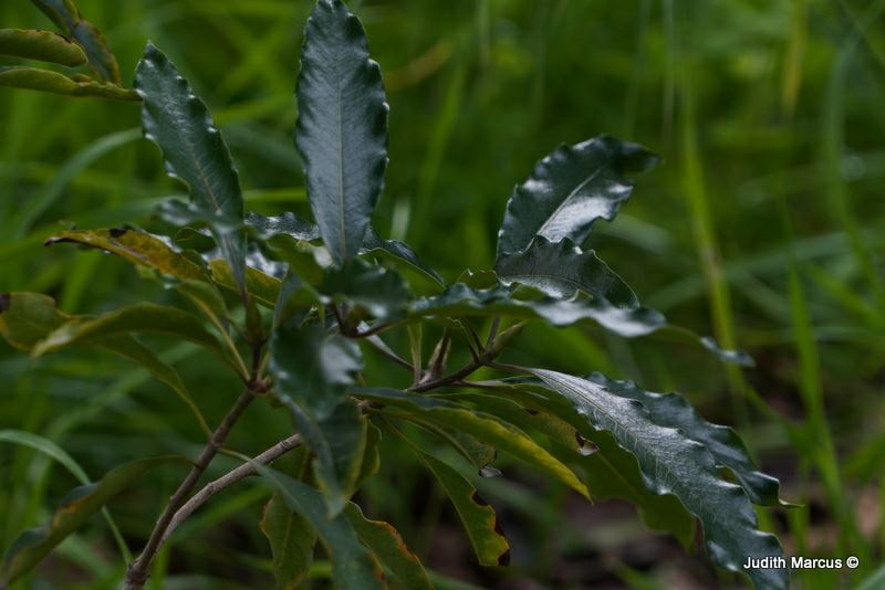 Pittosporum undulatum