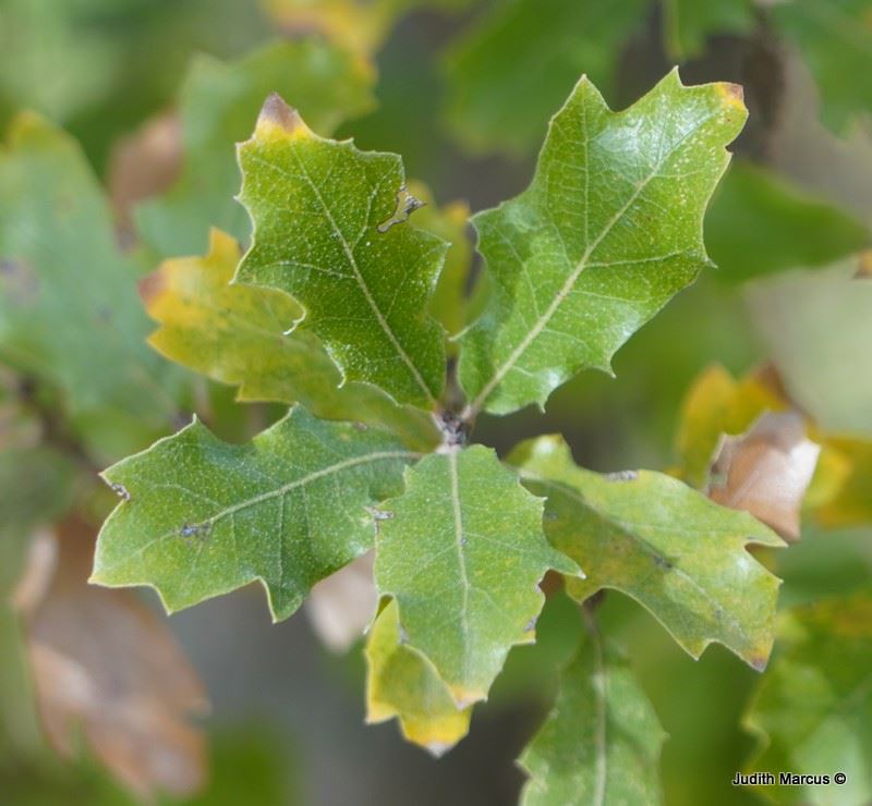 Quercus wislizeni