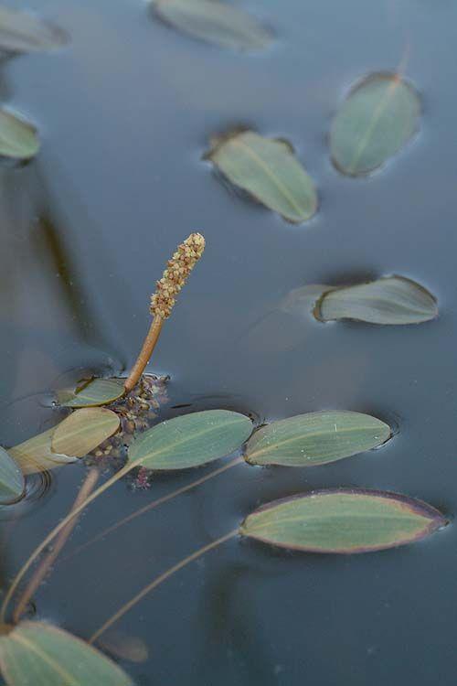 Potamogeton natans - Broad-leaved Pondweed, Floating Pondweed, Floating-leaf pondweed