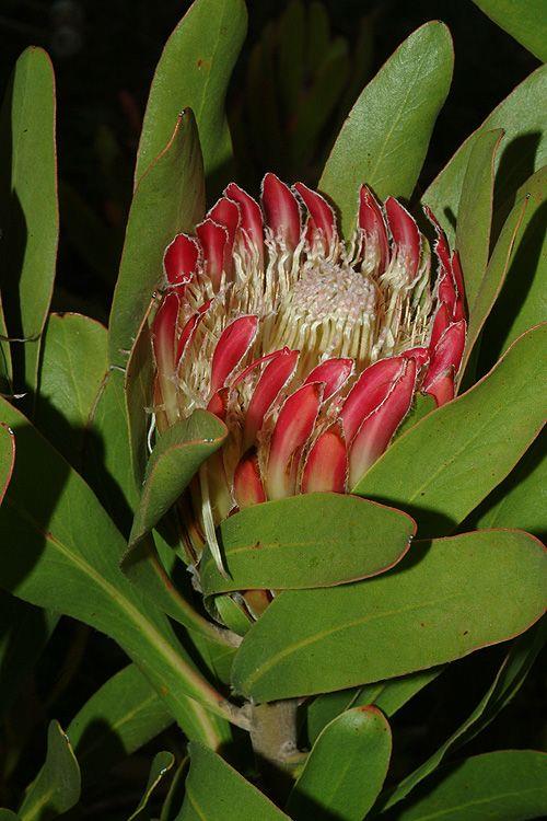 Protea obtusifolia '82' - פרוטאה קהת-עלים, פרוטאה קהת-עלים