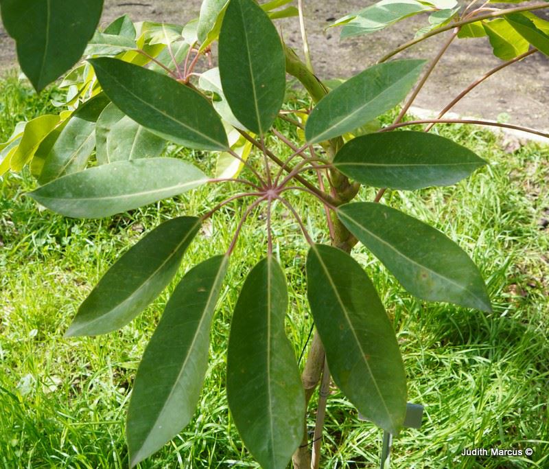Schefflera actinophylla