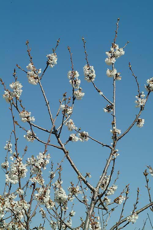 Prunus avium 'Black Chinok' - Mazzard Cherry, Wild Cherry, אפרסק הגודגדן, אפרסק הגודגדן