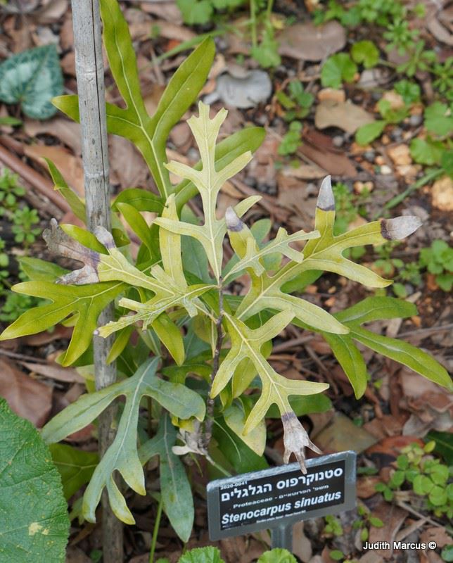 Stenocarpus sinuatus