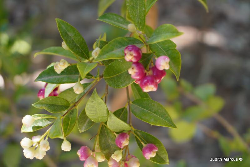 Syzygium australe 'Aussie Copper'