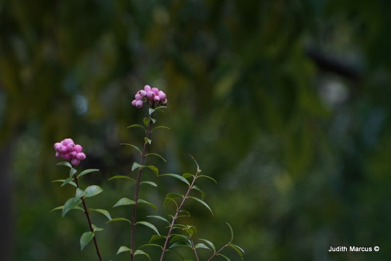 Syzygium 'Cascade'