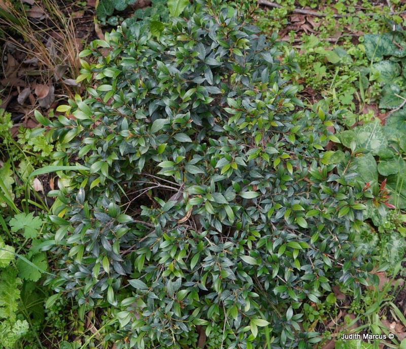 Syzygium australe