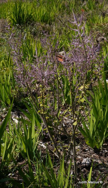 Tetradenia riparia
