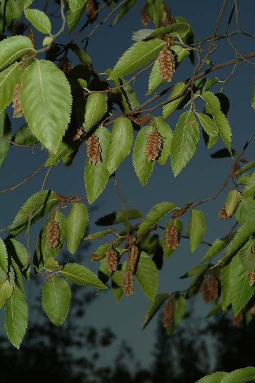 Ostrya carpinifolia - European Hop-hornbeam, אוסטריה קרפינית, אוסטריה קרפינית