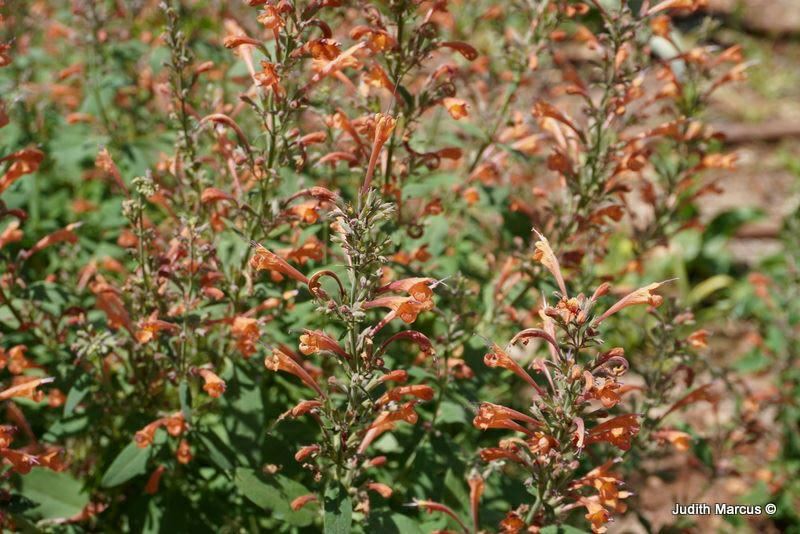 Agastache 'Sunny Sparks Tangerine'