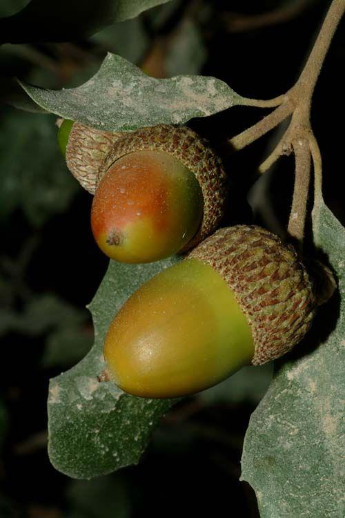Quercus faginea subsp. broteroi - אלון אשורי, אלון אשורי