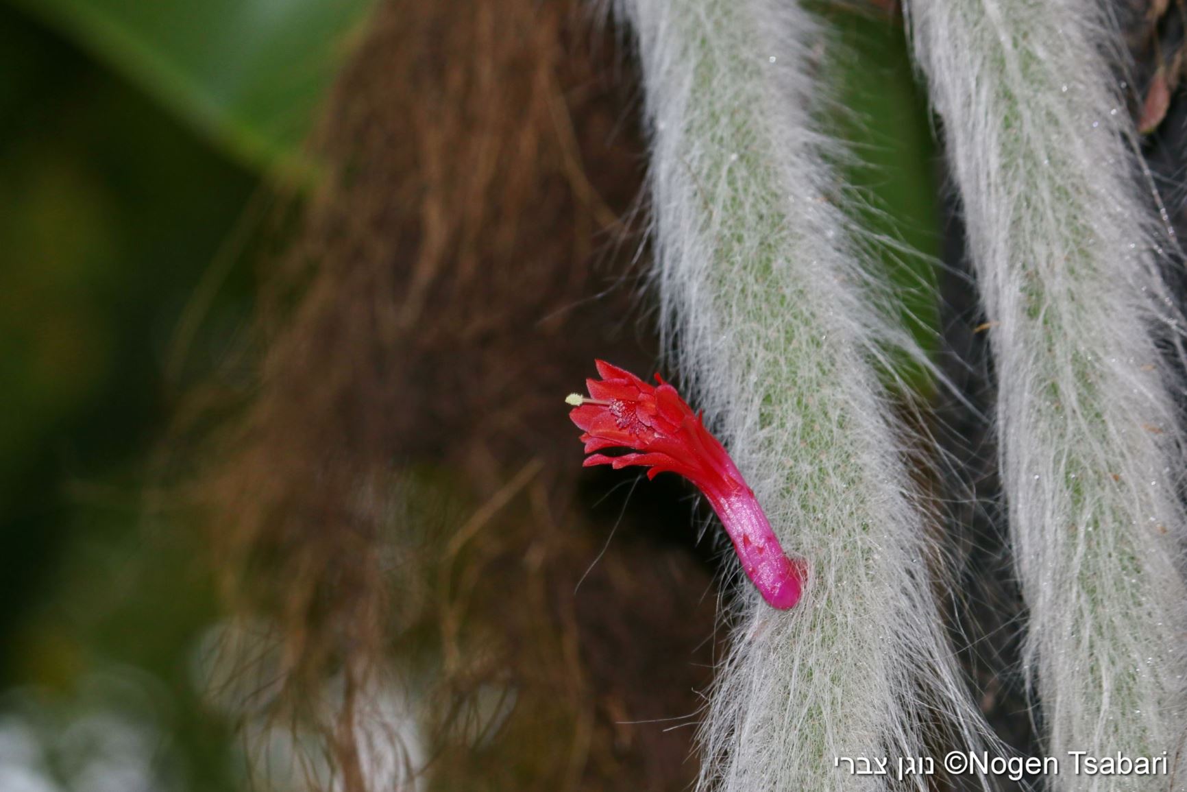 Cleistocactus winteri subsp. colademono