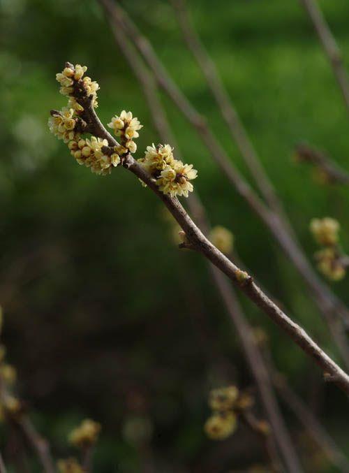 Rhus aromatica var. simplicifolia - Skunkbush Sumac, אוג תלת-אונתי, אוג תלת-אונתי