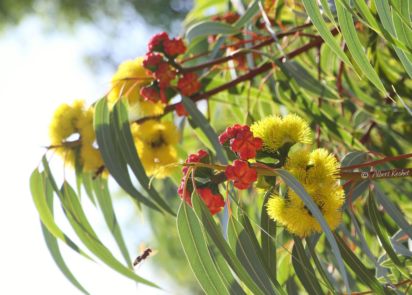 Eucalyptus erythrocorys