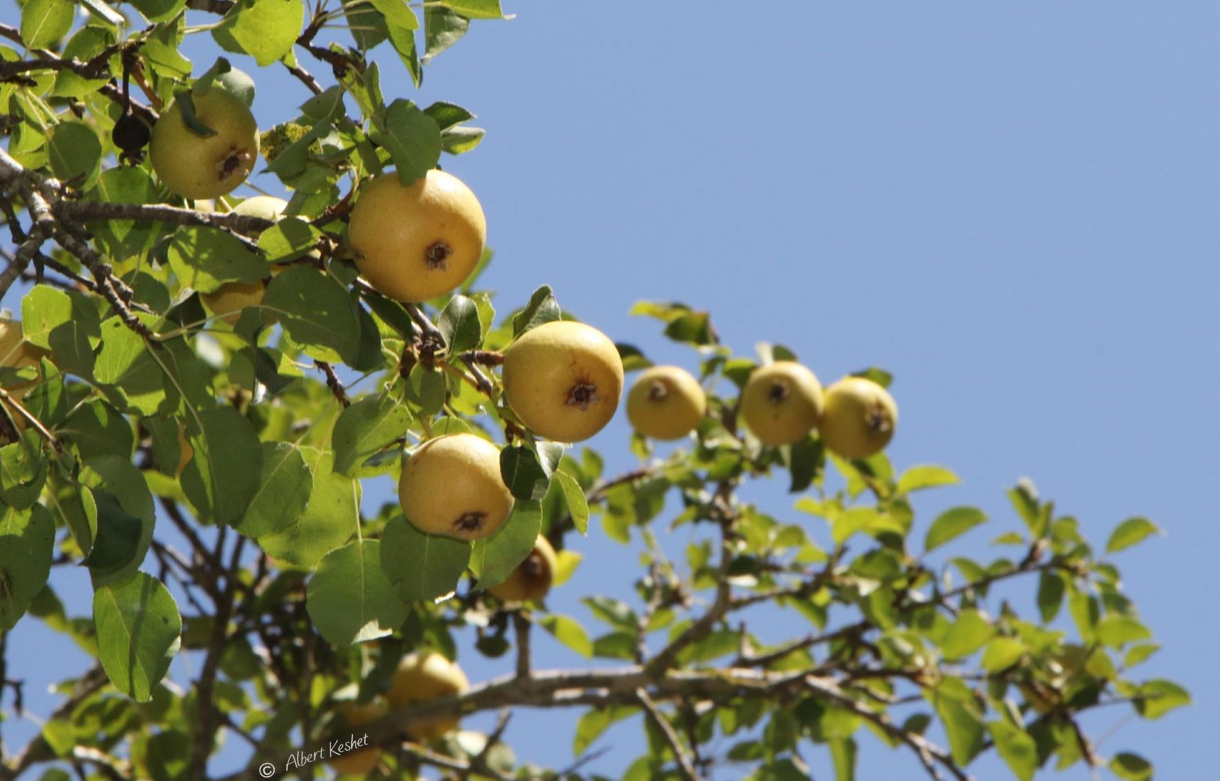 Pyrus communis