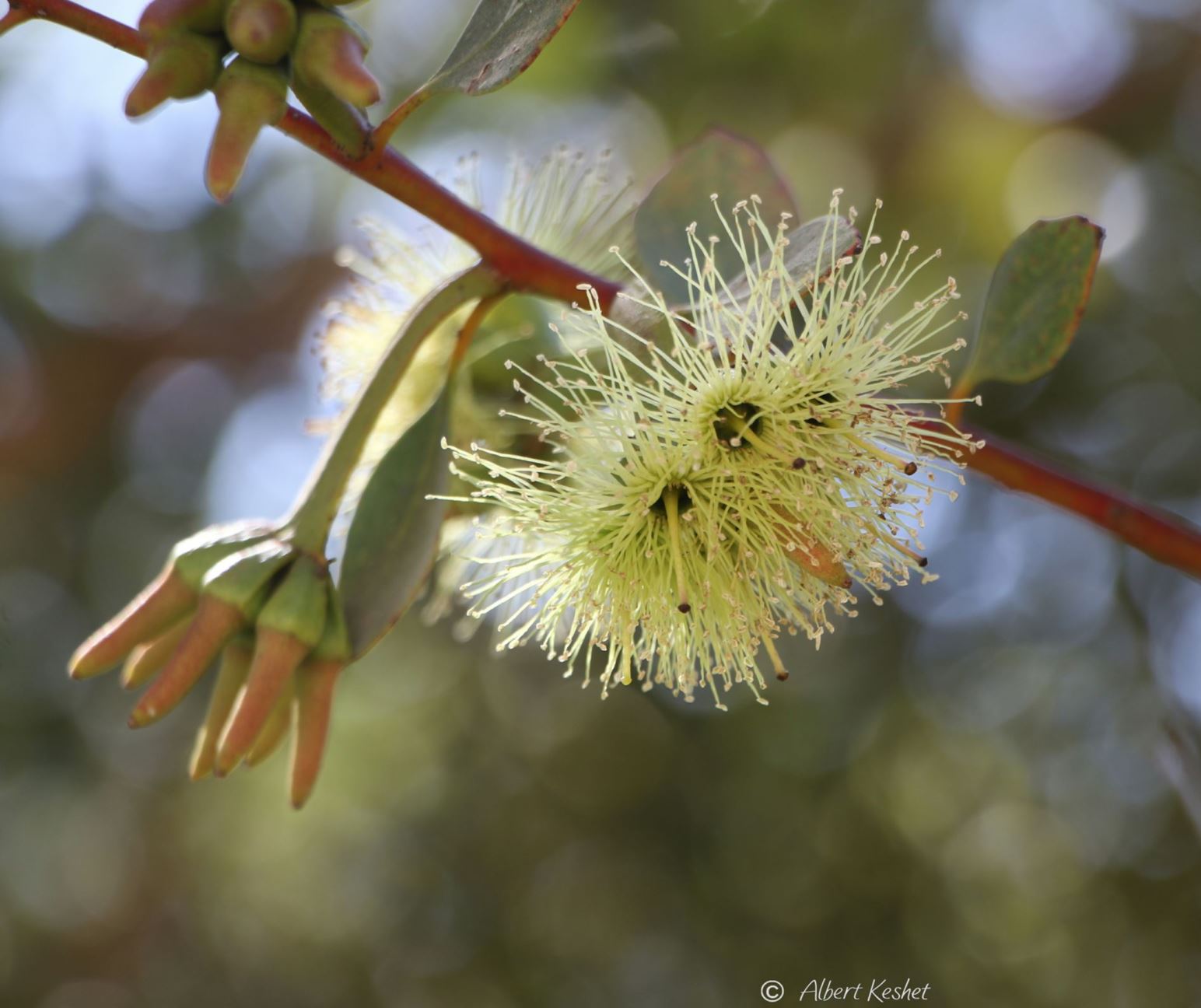 Eucalyptus platypus