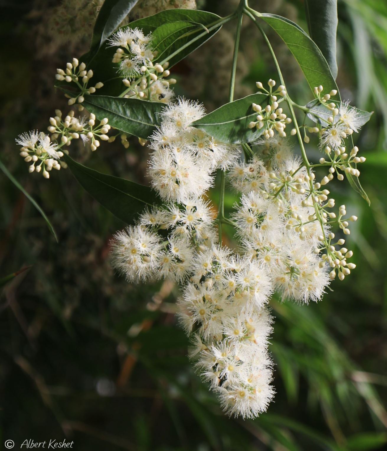 Eucalyptus deglupta