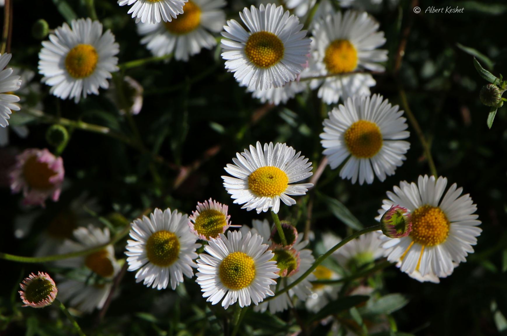 Erigeron karvinskianus