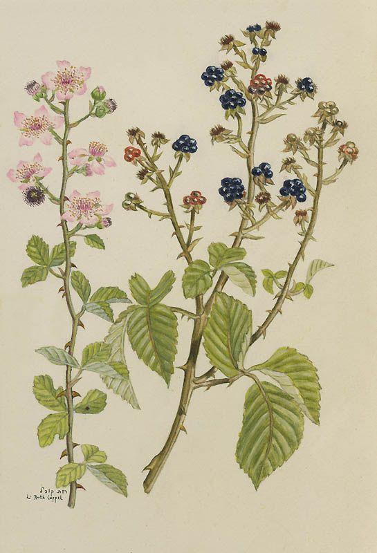 Rubus sanctus - Elmleaf Blackberry, Holy Bramble, פטל קדוש, פטל קדוש ...