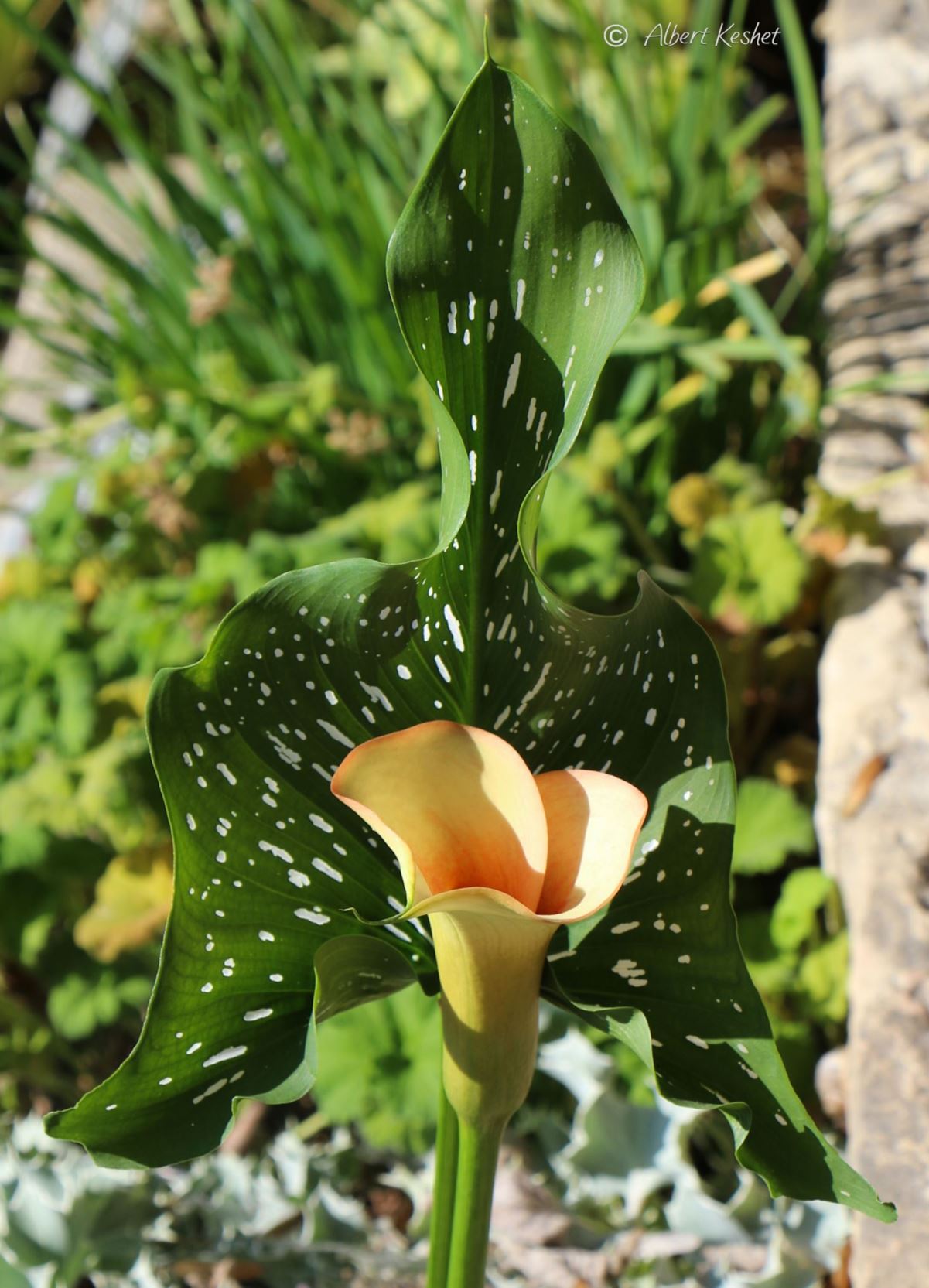 Zantedeschia hybrid
