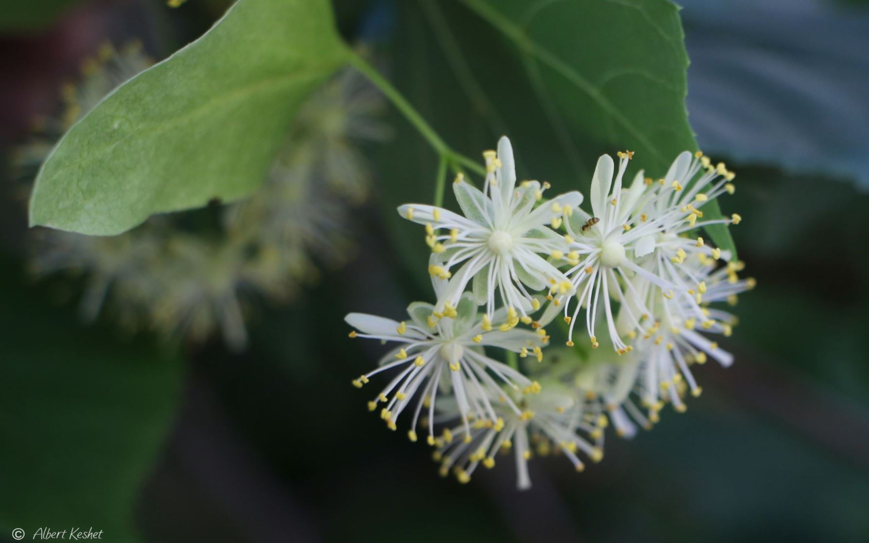 Tilia cordata - Small-leaved Lime, Small-leaved Linden, Little-leaf Linden, טיליה לבובה, טיליה לבובה