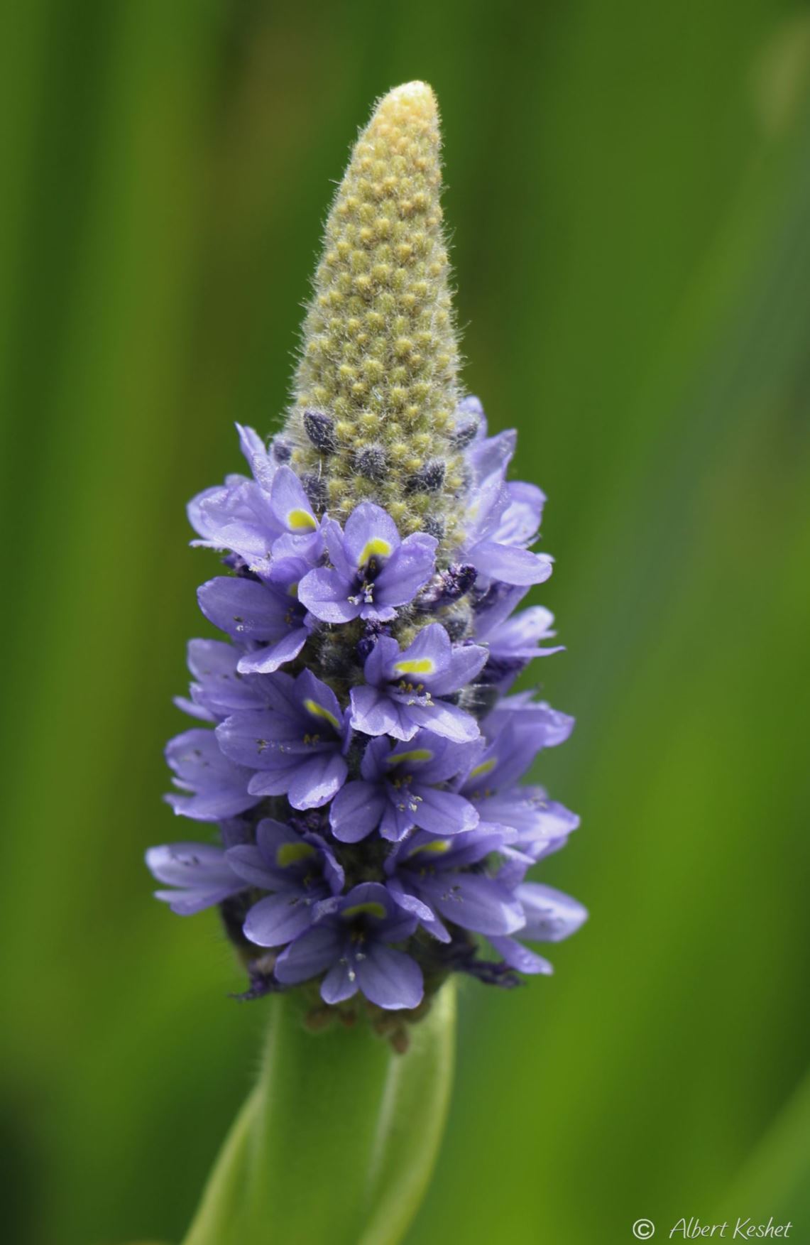 Pontederia cordata