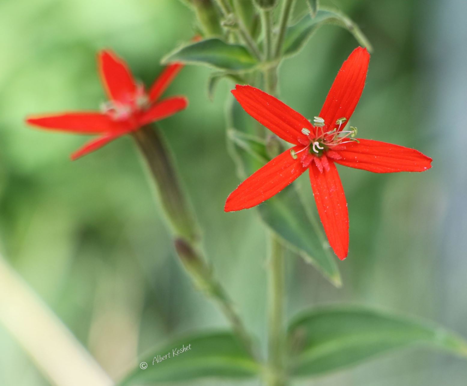 Silene regia