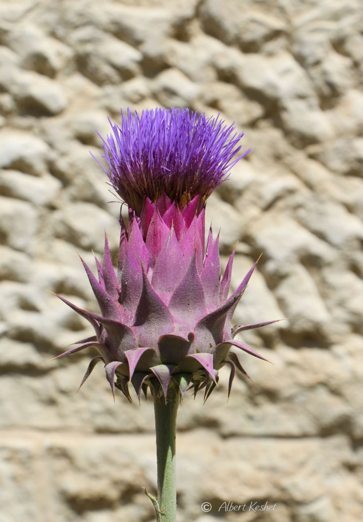 Cynara syriaca