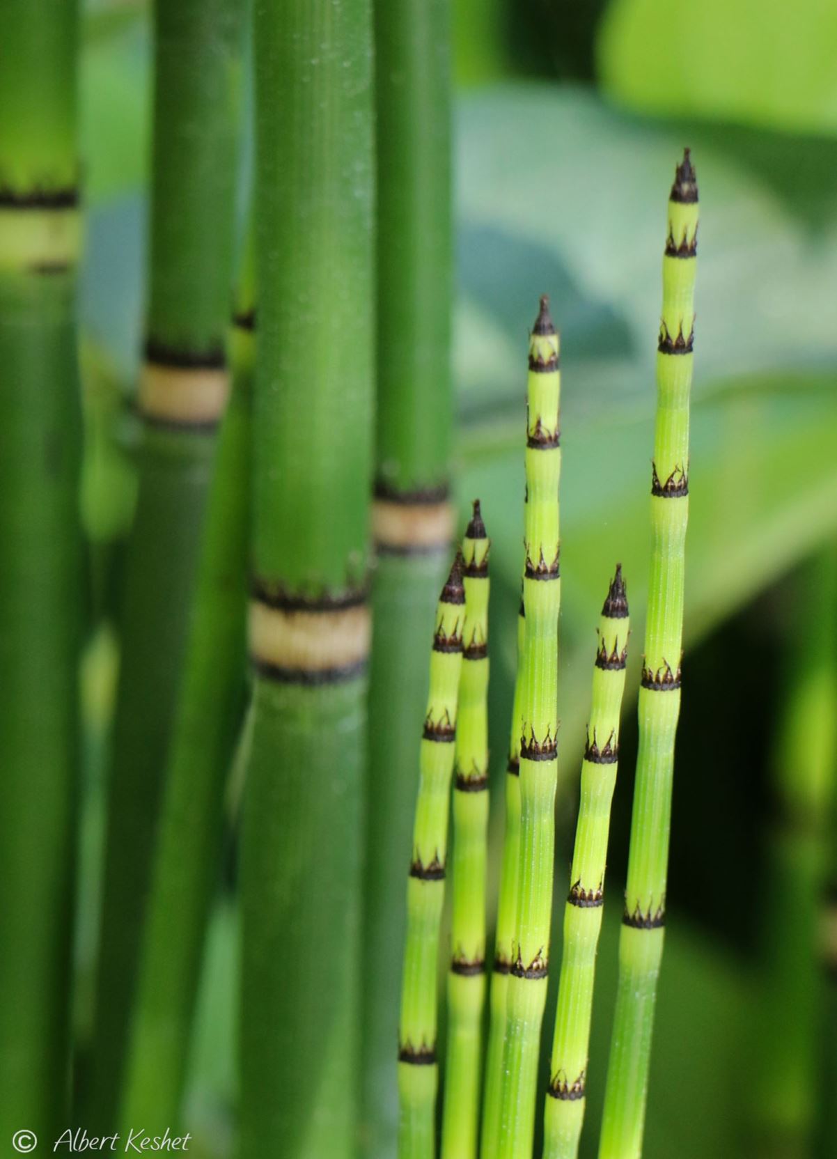 Equisetum hyemale