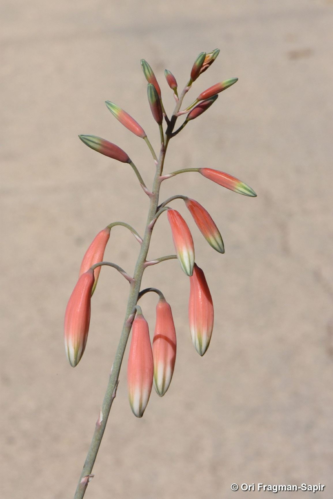 Aloe parvula