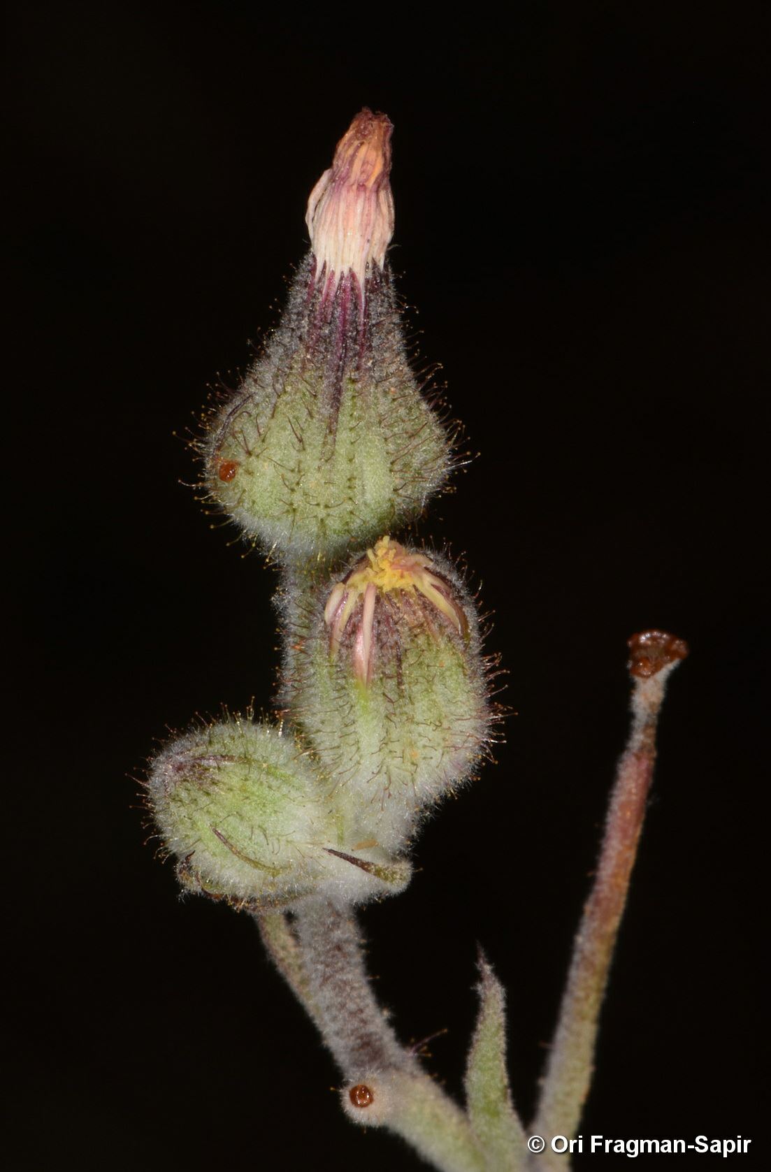 Andryala dentata
