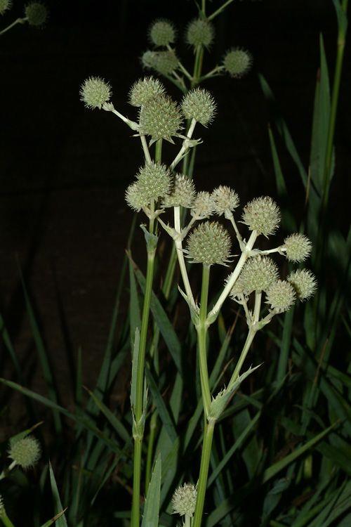 Eryngium yuccifolium - Button Eryngo, Button Snake-root, Rattlesnake Master, חרחבינה דמויית-יוקה, חרחבינה דמויית-יוקה