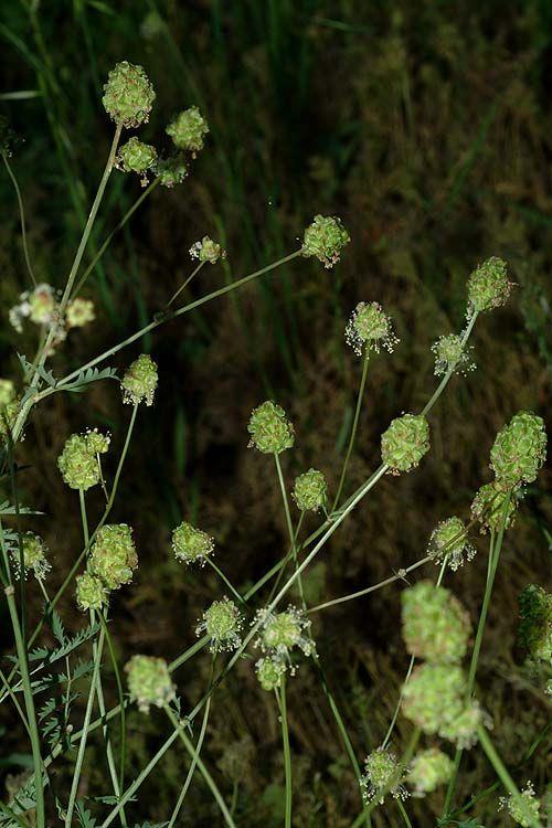 Sanguisorba minor subsp. verrucosa - Salad Burnet, Garden Burnet, Small Burnet, בן-סירה מיובל