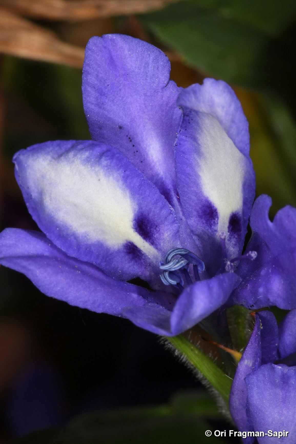 Babiana angustifolia