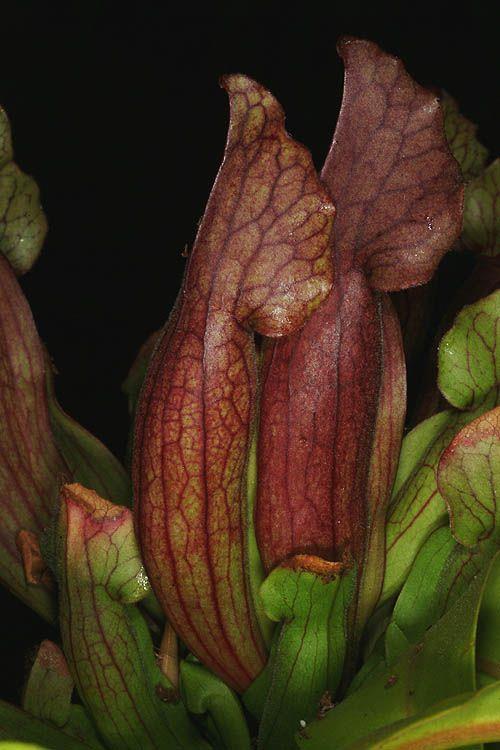 Sarracenia purpurea subsp. purpurea f. heterophylla - נבלית ארגמנית, נבלית ארגמנית