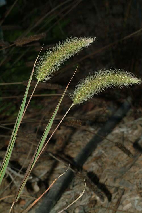 Setaria verticillata - Bristly Foxtail, Whorled Bristlegrass, Hooked Bristlegrass, Rough Bristle-grrass, זיפן הדורים, זיפן הדורים