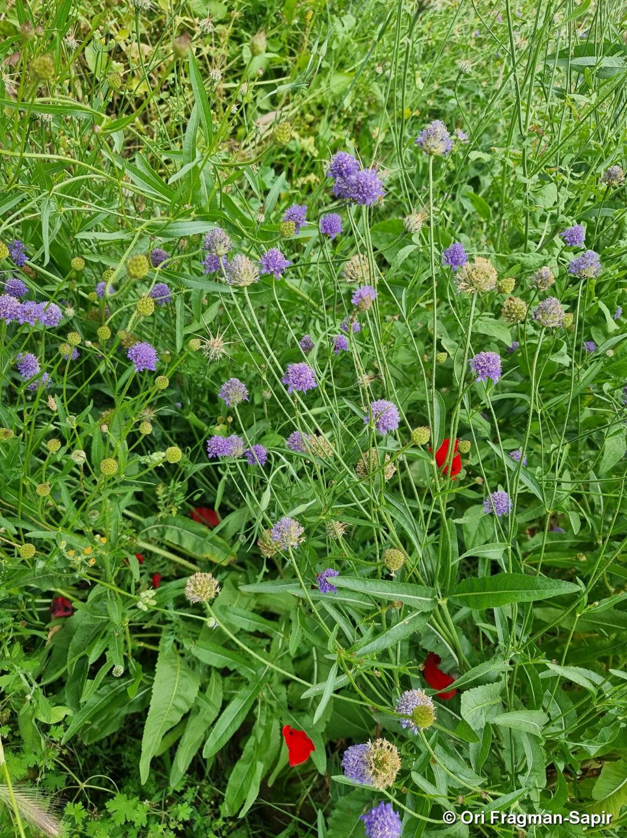 Cephalaria syriaca