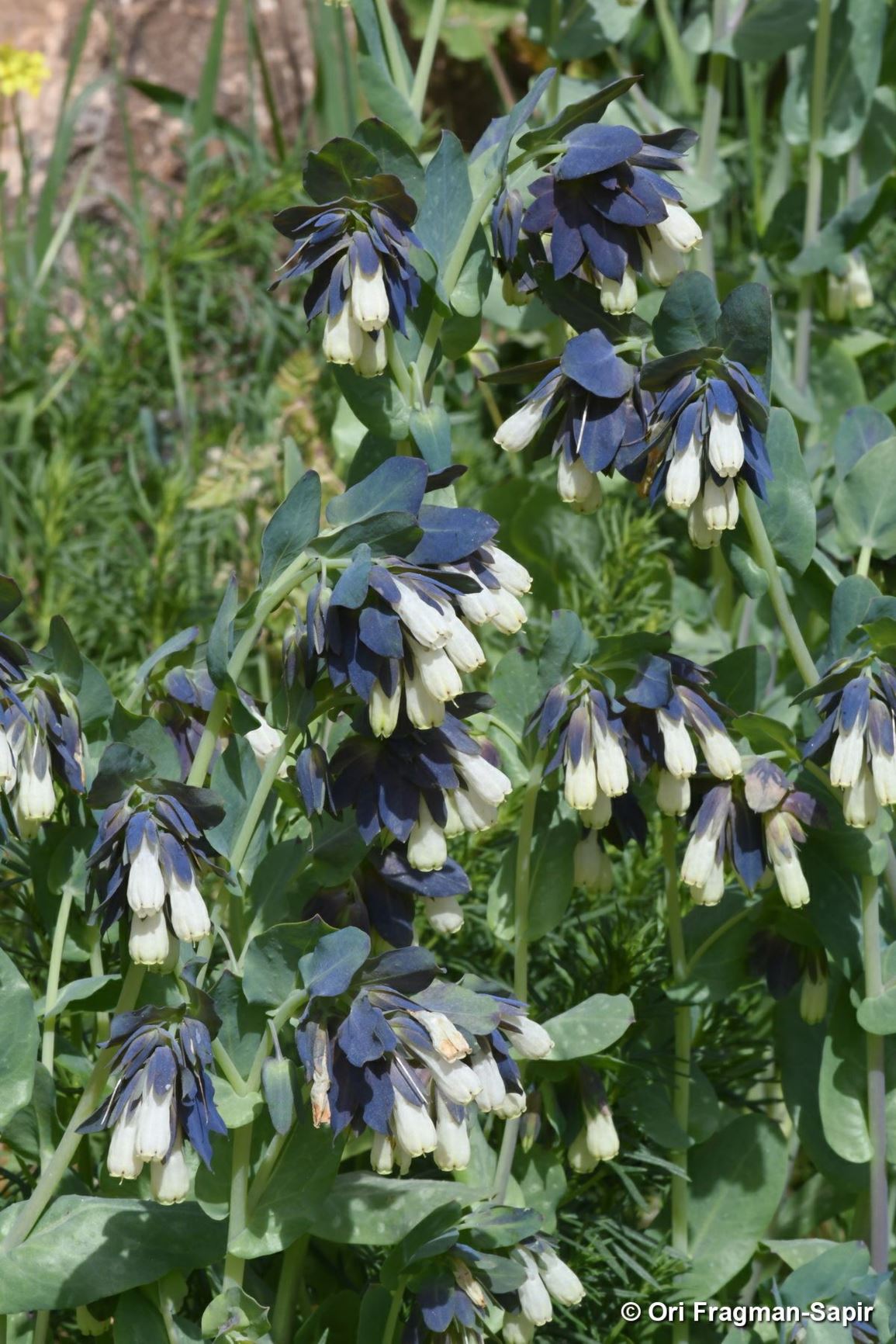 Cerinthe palaestina