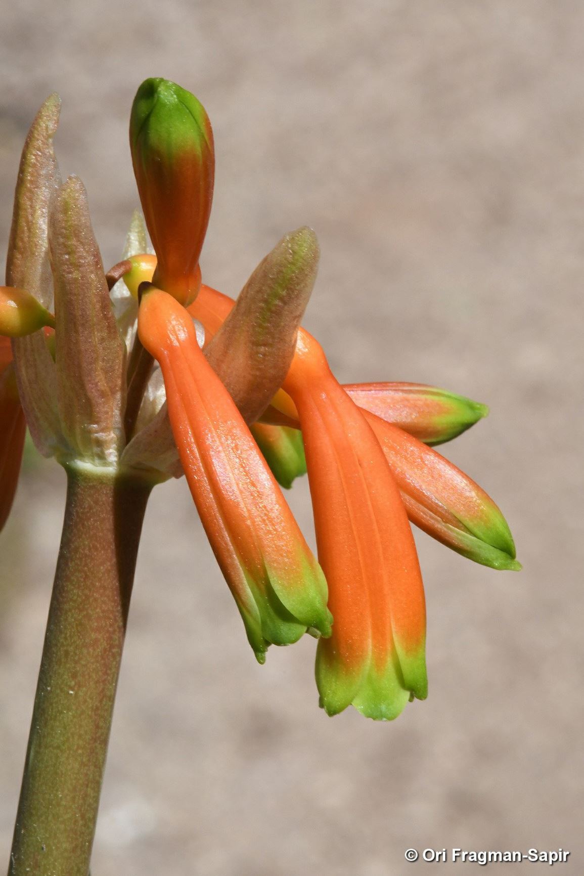 Clivia caulescens
