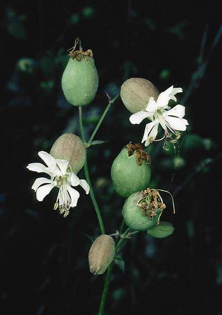Silene vulgaris - Common Campion, Maiden Tears,  Bird's Eggs, Rattlebox, ציפורנית נפוחה, ציפורנית נפוחה