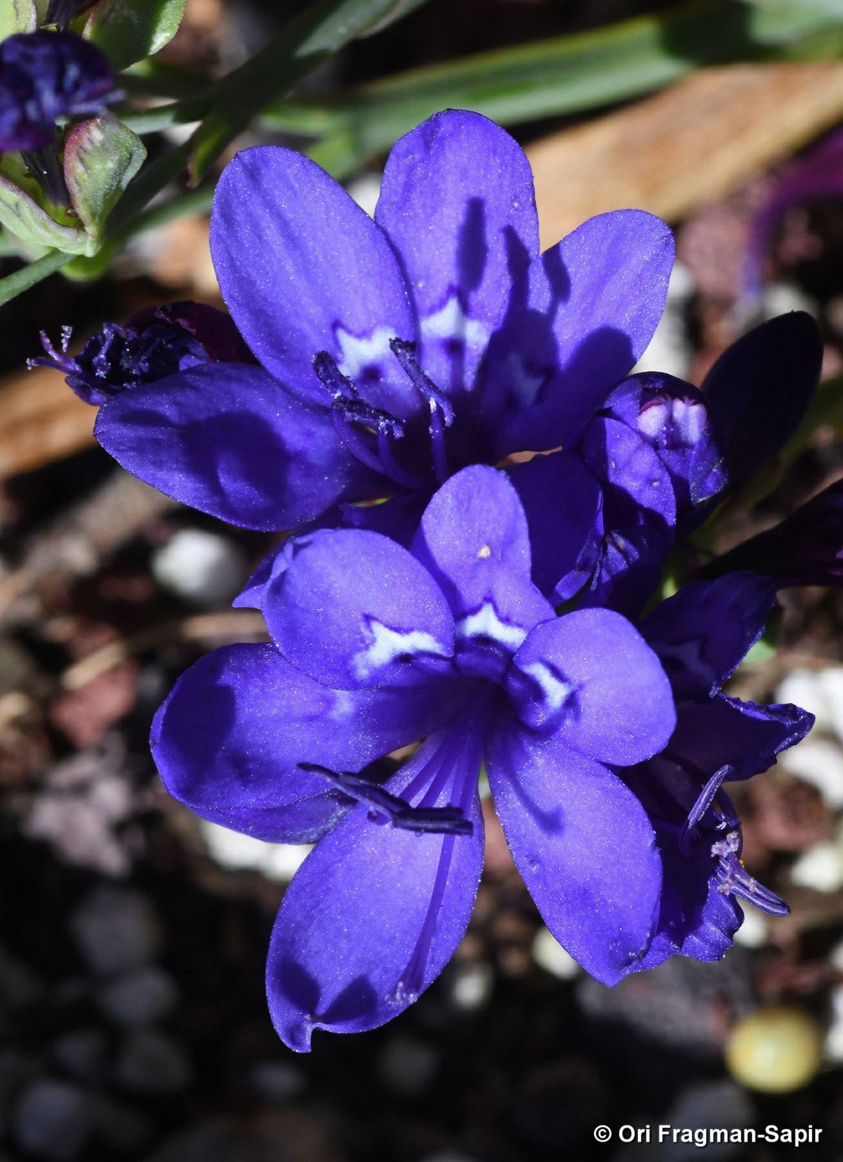 Codonorhiza corymbosa