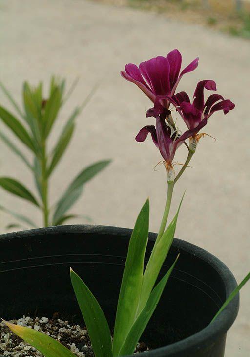 Sparaxis grandiflora - Fragrant Wandflower, ספרקסיס גדול-פרחים, ספרקסיס גדול-פרחים