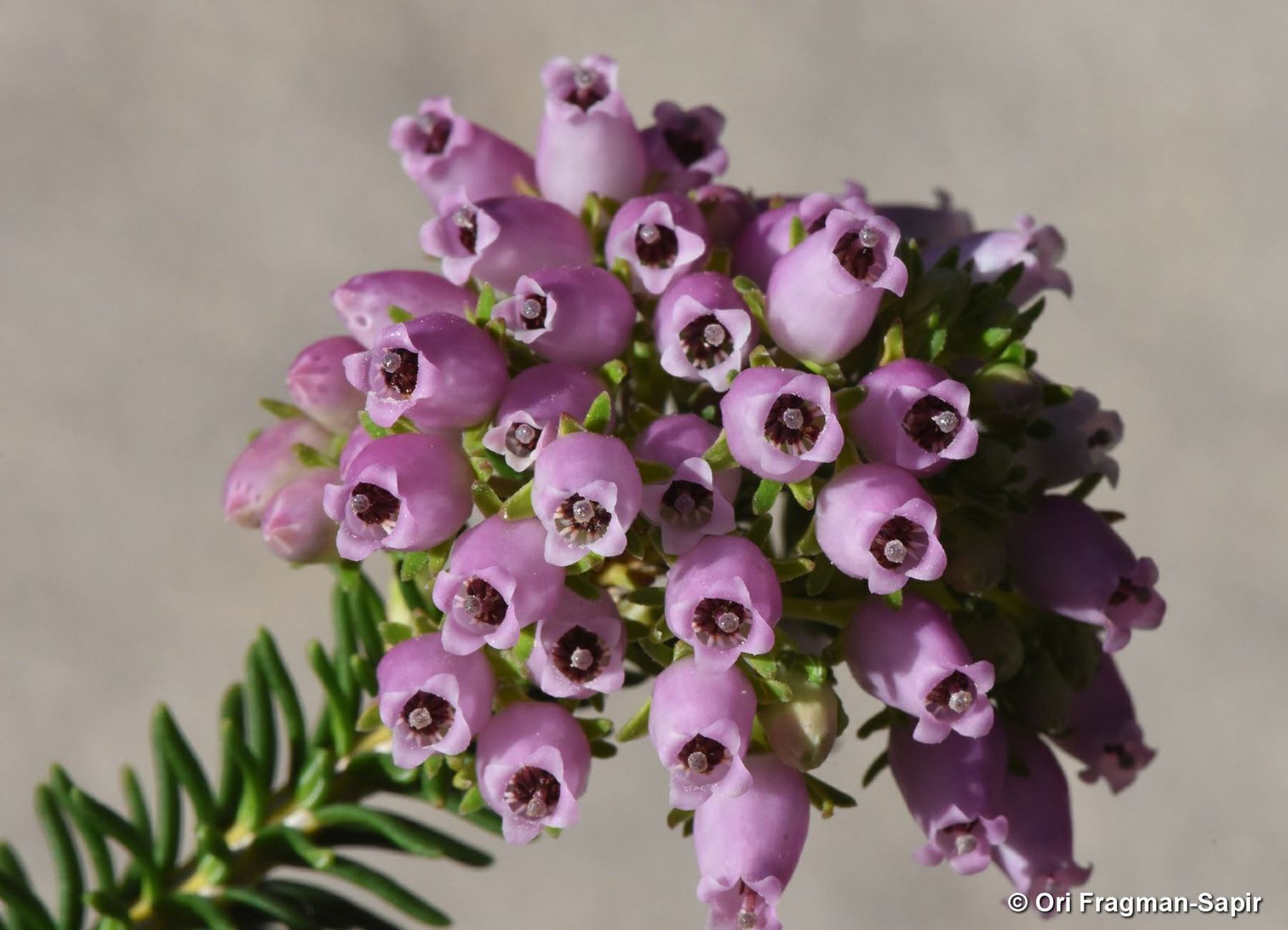Erica terminalis