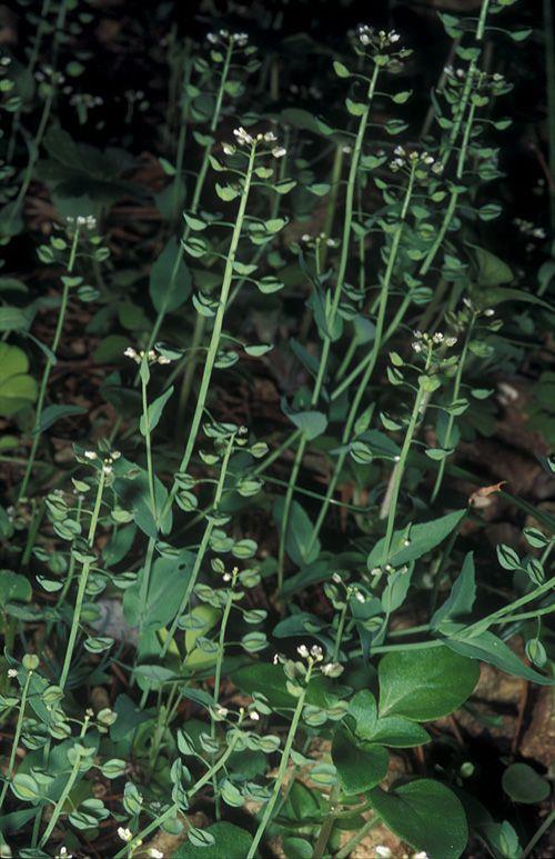 Noccaea perfoliata - Perfoliate Penny-cress, Cotswold Penny-cress, חופניים מצויים